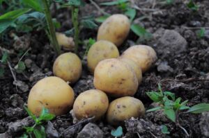 Костромская область отправила тонны картофеля в Казахстан