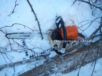 Костромича насмерть придавило деревом в лесу