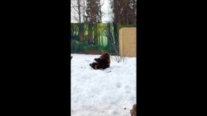 Знаменитые медведи из Костромы проснулись: в чем подвох?