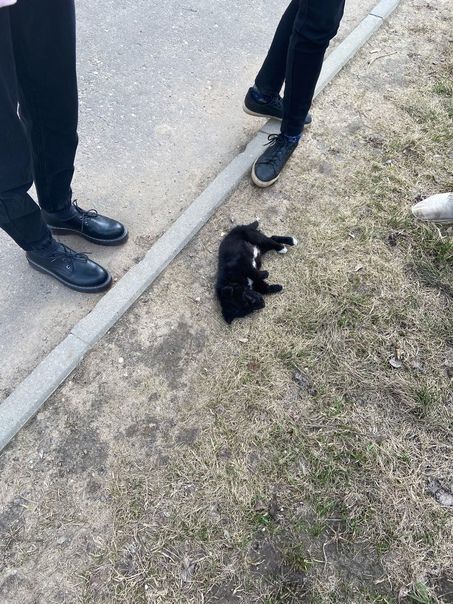 Загадочная смерть щенка взволновала целый район под Костромой