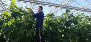 Костромичи выращивают семена огурцов для российских компаний