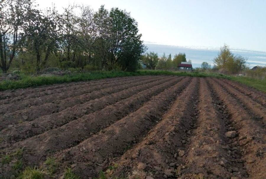 Костромичам будут выдавать землю под картошку аж на 2 года
