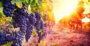Эксперты Россельхозбанка: для полного удовлетворения внутреннего спроса на российское вино необходимо увеличить посадки винограда на 100 000 га