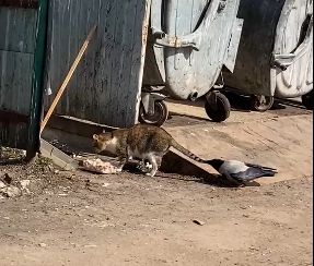 Ворона отобрала еду у кота в Костроме и стала звездой соцсетей