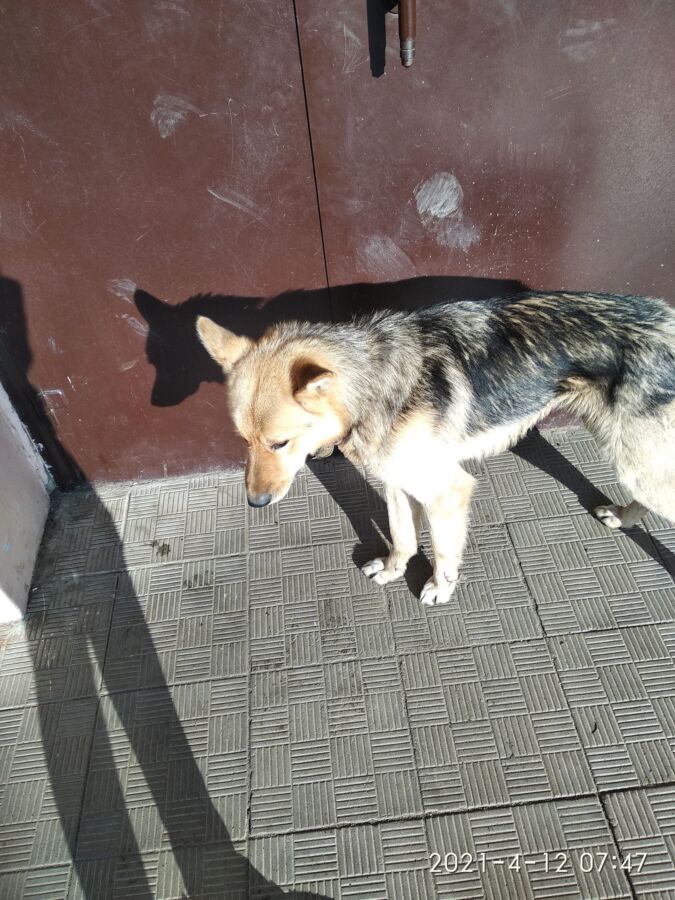 Лохматая собака держит в страхе целую школу в Костроме