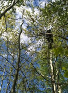 Кот Степан из Костромы два дня прятался на дереве от собак: снимали спасатели