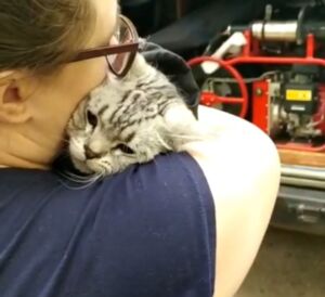 Попавший в западню недовольный кот отблагодарил костромских спасателей по-своему