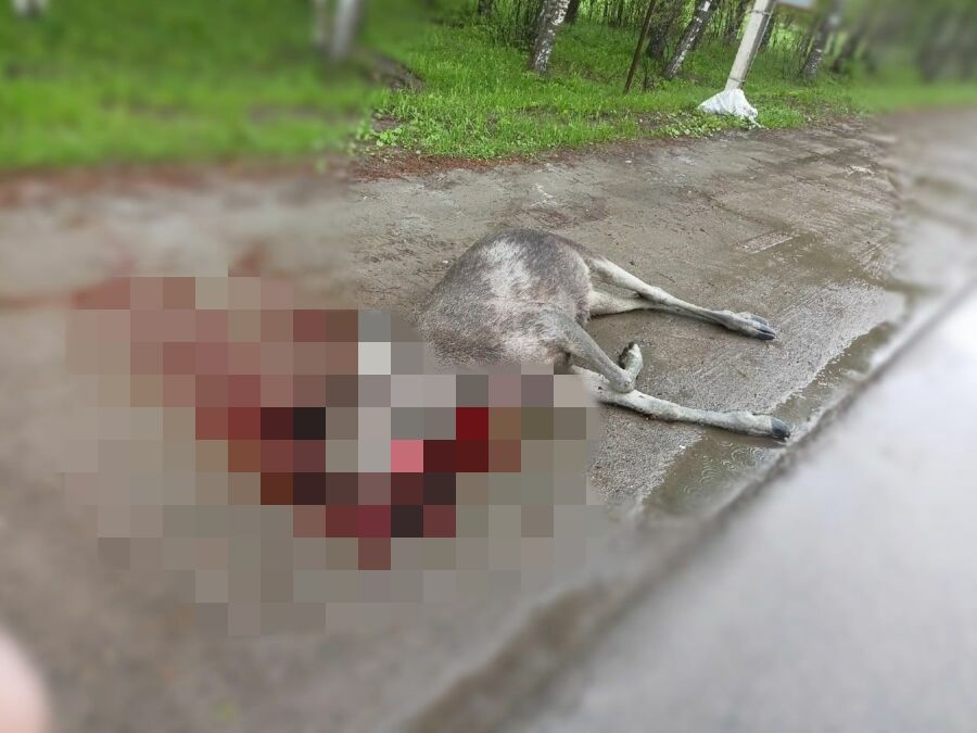 Жуть: на въезде в Кострому насмерть сбили лося