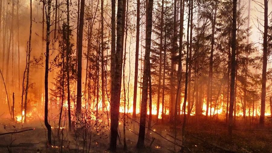 Леса начали гореть в Костромской области