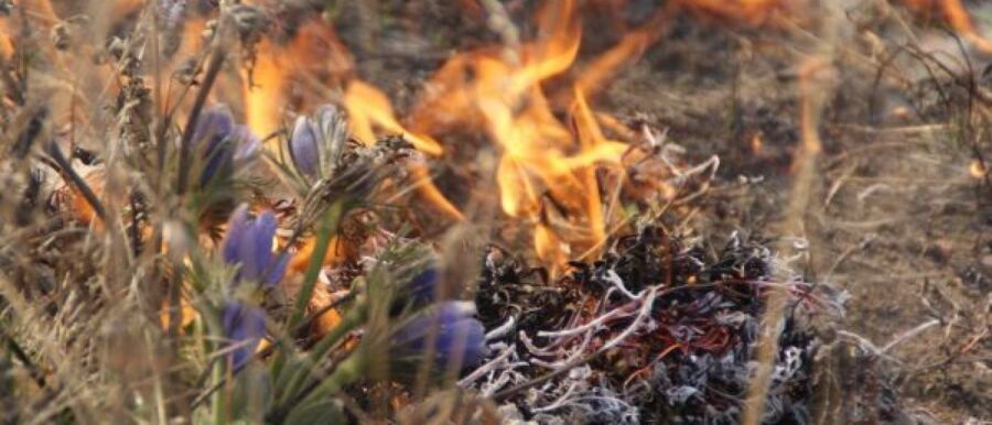 Леса продолжают гореть в Костромской области