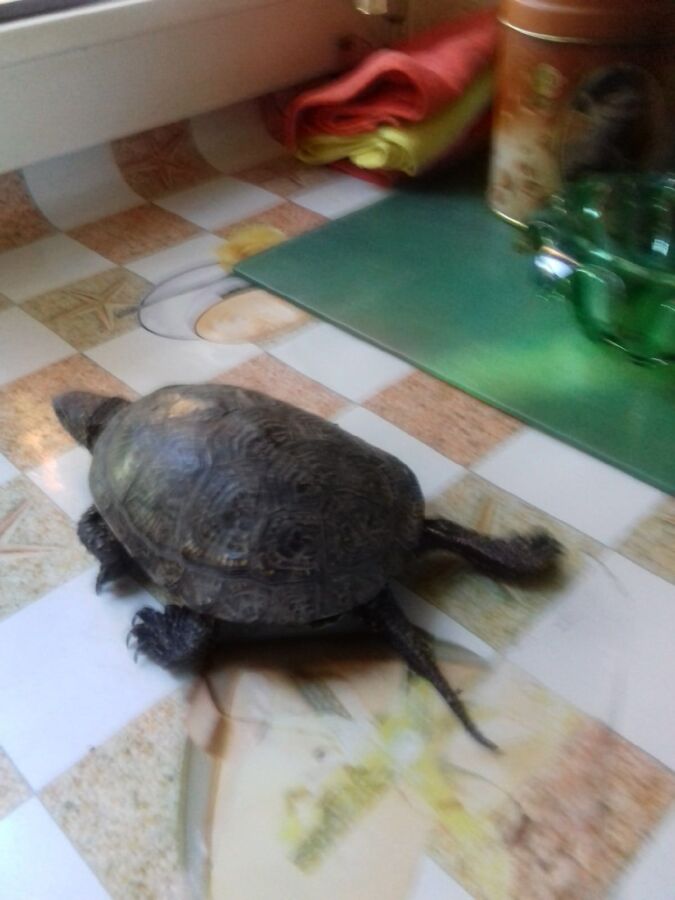 Большая черепаха на самовыгуле заблудилась в многоэтажках Костромы