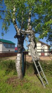 Мужчину в противогазе обнаружили на дереве под Костромой: он спасал детей