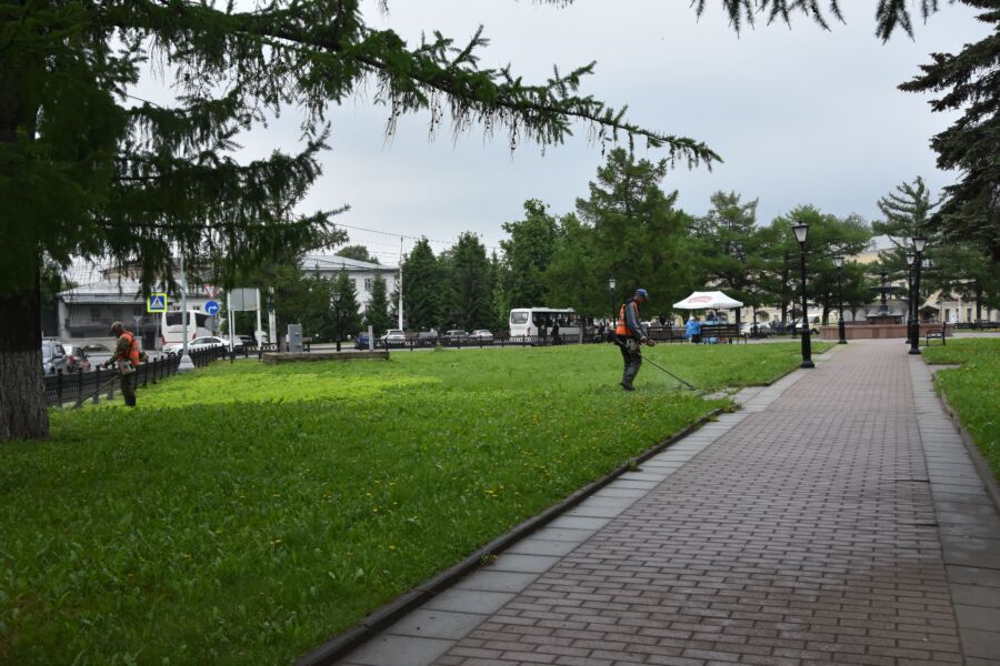 Не косили, а забивали: власти попросили поскорее избавиться от зарослей во дворах Костромы