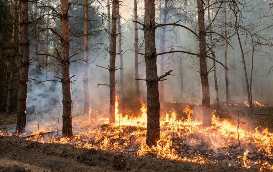 В Костромской области тушат огромный пожар: горит 20 гектаров леса