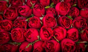 Как сохранить срезанные розы — рекомендации флористов Roza4u