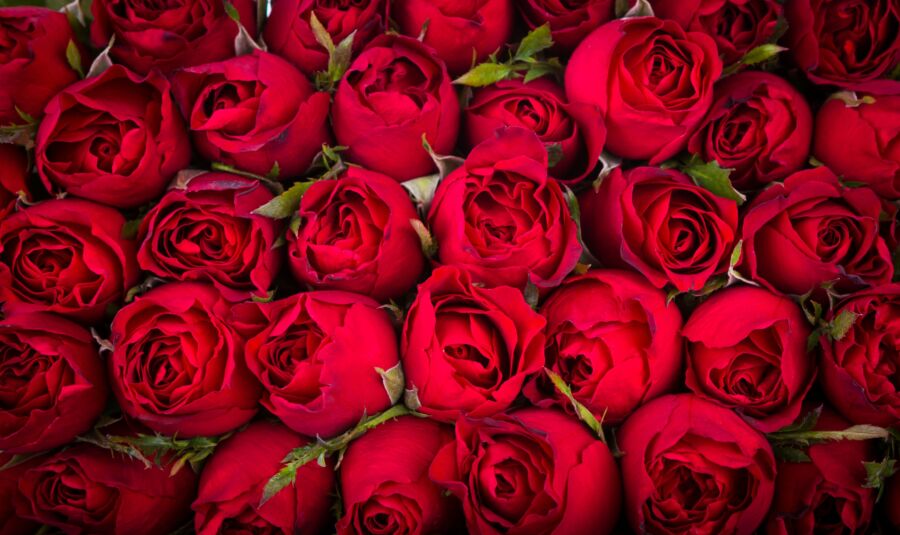 Как сохранить срезанные розы — рекомендации флористов Roza4u
