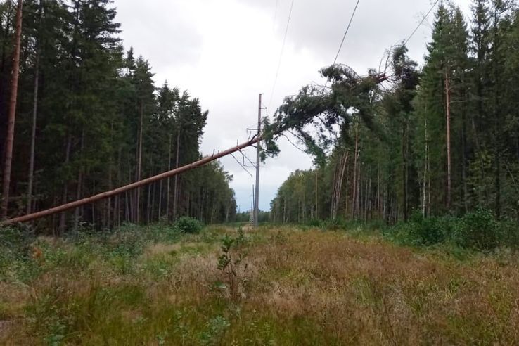 Поваленные ураганами деревья в Костромской области восстановят только через 3 года