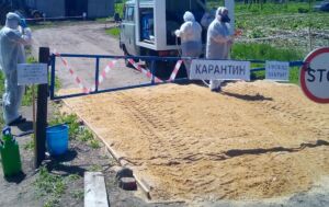 Карантин из-за африканской чумы: что происходит в Костромской области
