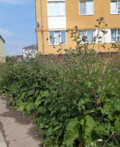 Жители целого микрорайона Костромы жалуются на заросли репейника