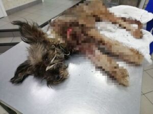 6 ножевых: неизвестный жестоко издевался над маленькой собакой в Костроме