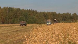 Жара может оставить Костромскую область без нормального урожая