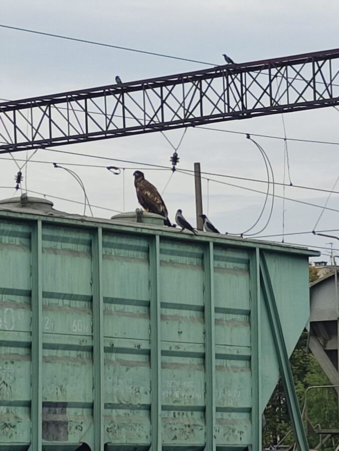 Утомленный орел с гордым взглядом поехал на поезде из Костромы