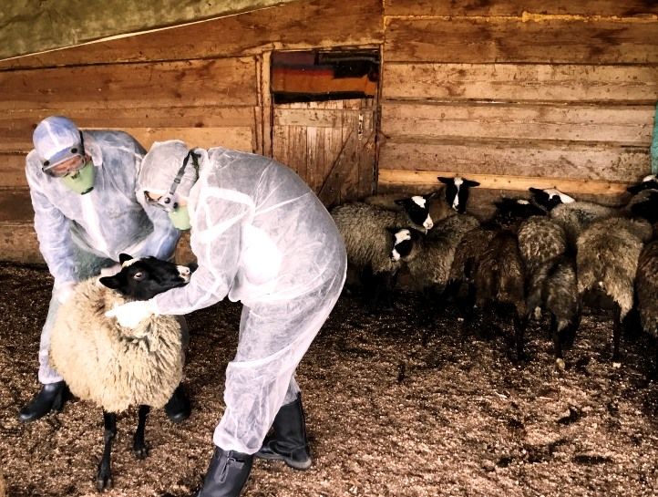 Овцы теперь могут без страха гулять по Костромской области