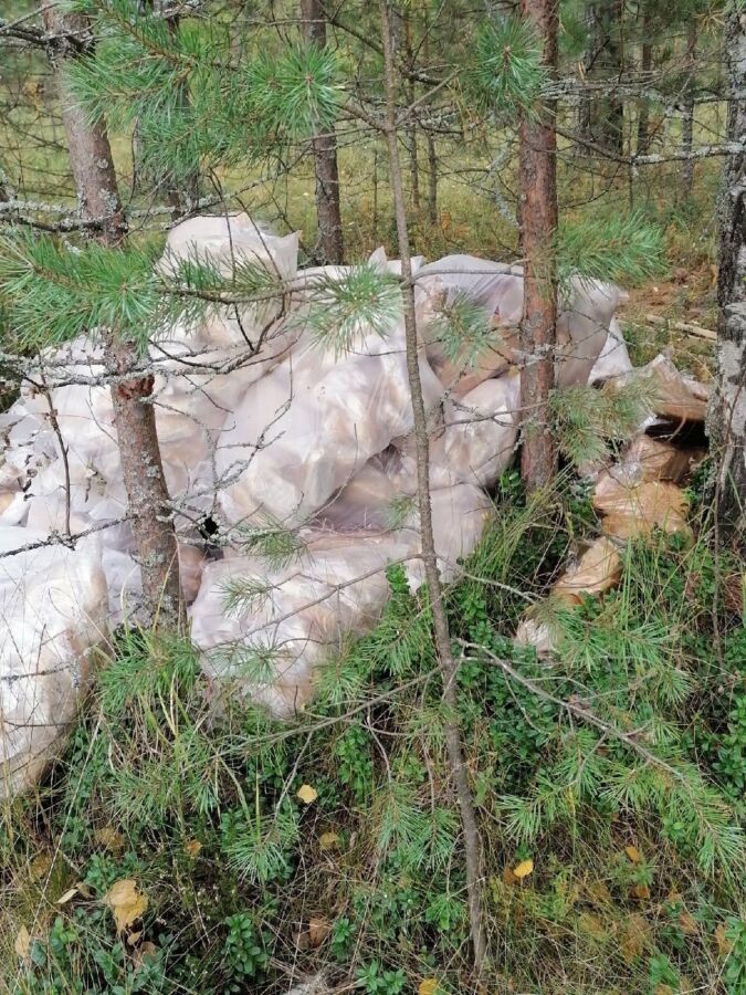 Очень много хлеба нашли в костромском лесу