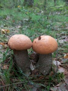 Нет даже поганок: грибы пропали в лесах Костромской области