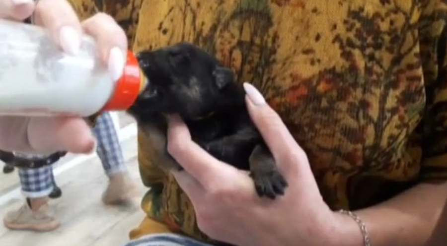 Школьники под Костромой спасли новорожденных щенков убитой собаки