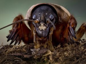 Снимающий костромских жуков фотограф отказался их убивать