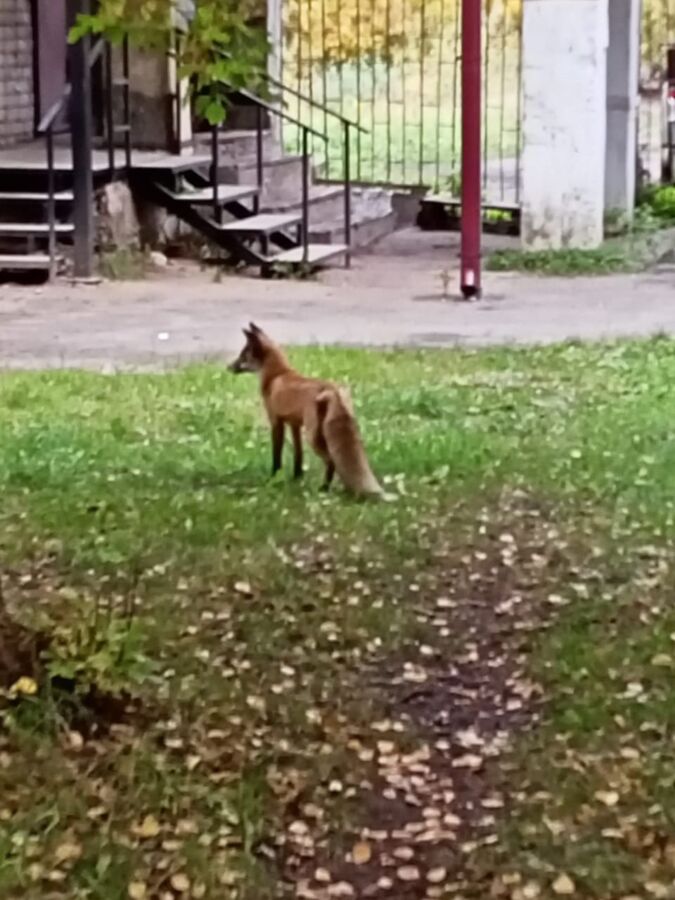 Стройная лиса вышла из леса в Кострому ради помощи горожанам