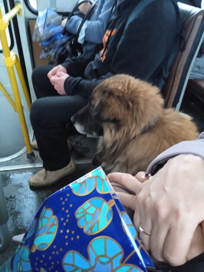 Стала известна судьба пса, который катался на автобусах и искал умершего хозяина в Костроме