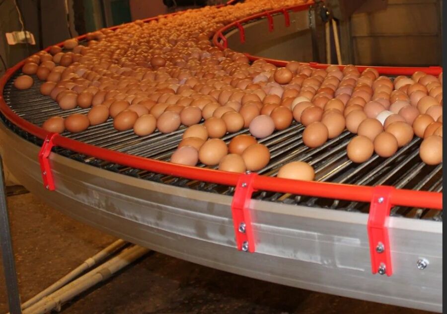 В Костромской области снесли поразительное число яиц