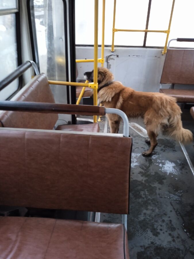 Важный лохматый пес путешествует по Костроме на автобусах