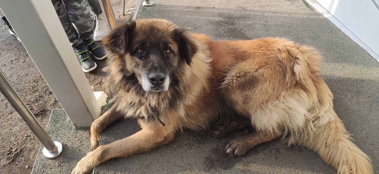Собака в Костроме ездит на автобусах в поисках хозяина, а он, говорят, умер