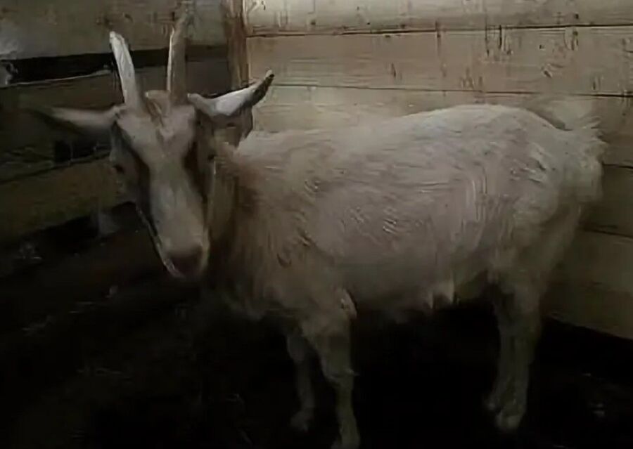 Банда костромских коз сбежала от хозяйки по предварительному сговору