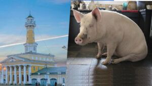 Министр запретил кормить помоями костромских свиней