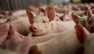 В магазины Костромы попало мясо чумных свиней