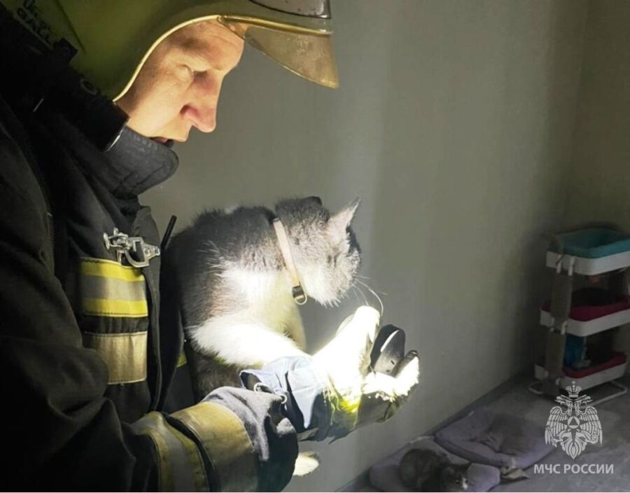 Пожар в приюте «Право на жизнь»: спасли 100 кошек