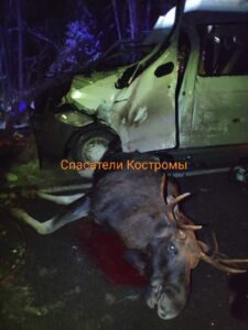 Костромичи требуют изгнать Сумароковскую лосеферму после смертельной аварии с лосем