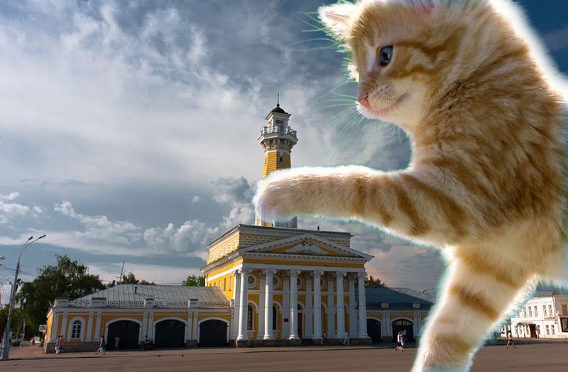 Множество котиков появится на елках Костромы