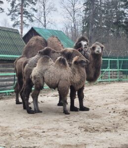 Губы уточкой: семья верблюдов помогла скрасить серые будни сотням костромичей