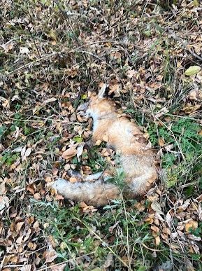 Горожане помогли найти мертвую лису в Костроме