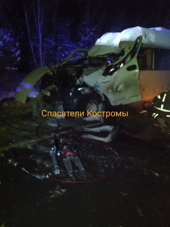 Подробности жуткой аварии с лосем под Костромой: возбудили уголовное дело