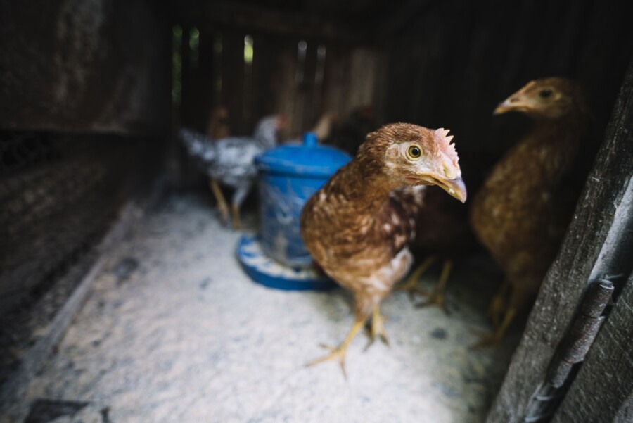 Неучтенные курицы стали головной болью чиновников и жителей Костромы