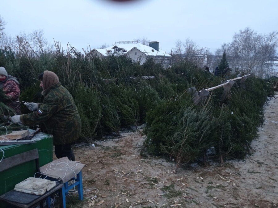 Сколько стоят живые новогодние ёлочки в Костроме: рассказываем