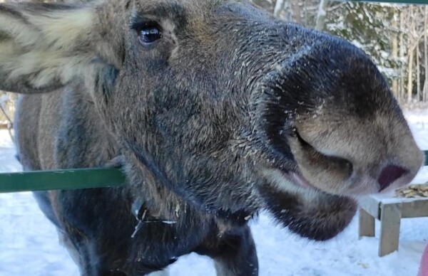 Лосеферма под Костромой запретила кормить лосей: но есть выход