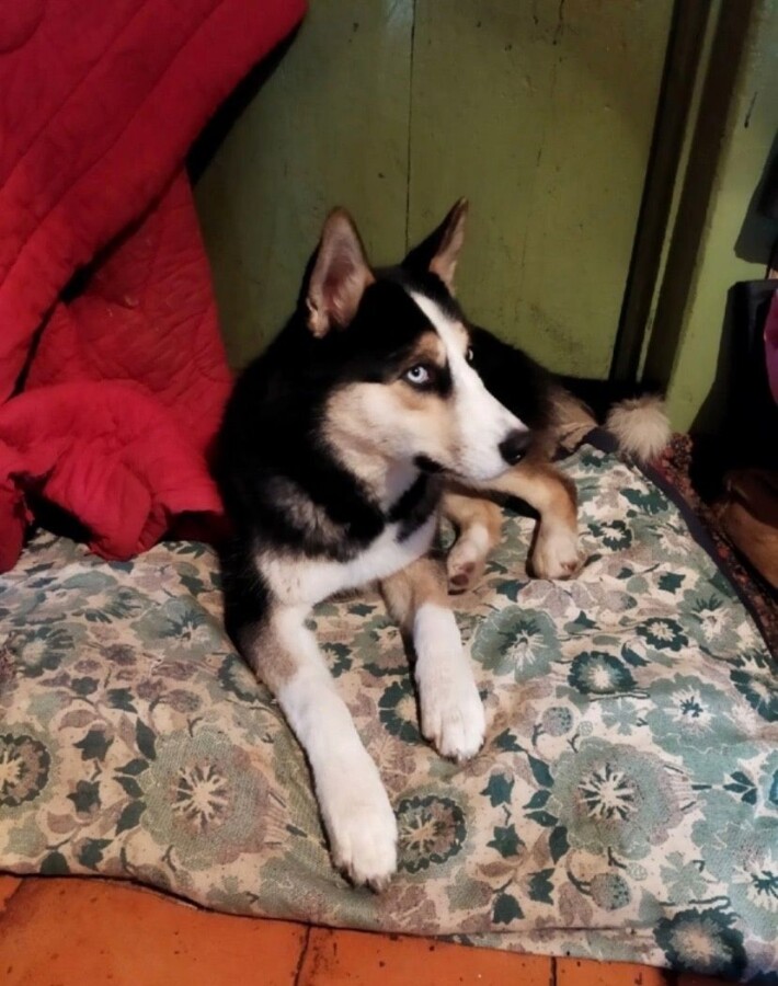 Выброшенный костромской пёс случайно нашёл свою любовь и не хочет уходить
