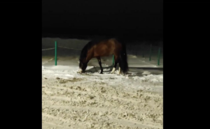 Грустной одинокой лошади ищут хозяина в Костроме